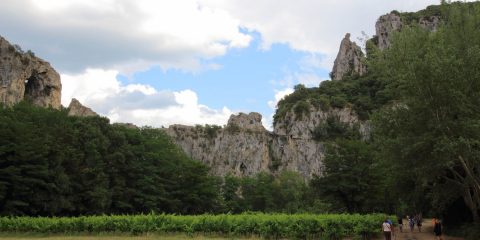 Vignes de la Combe d'Arc 1