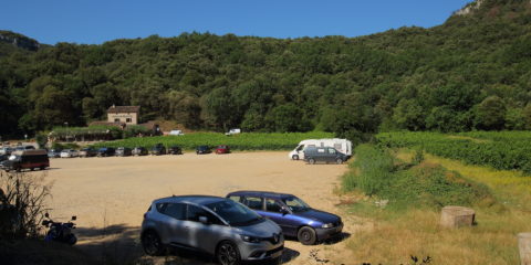 Vignes de la Combe d'Arc 2